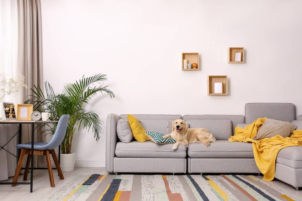 Cozy living room with a gray sofa, a dog resting on the couch, a small desk area, and modern decor.